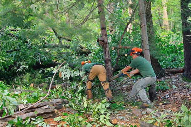 Reliable Taylorsville, UT Tree Service Solutions